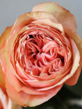 Троянда на штамбі   "Кахала" (Kahala) - Зображення 4