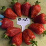 Саджанці полуниці "Брілла",суперранній сорт (10 шт.)