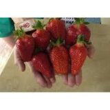 Саджанці полуниці "Брілла",суперранній сорт (10 шт.) - Зображення 2