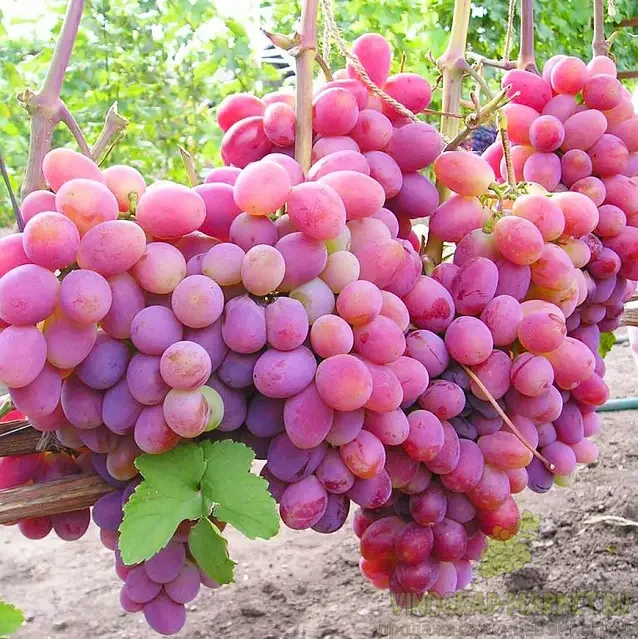 6838948169_sadzhantsi-vinogradu-pamyati.webp Саджанці винограду "Пам'яті Хірурга" - Зображення 1