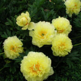 Півонія "Bartzella" (Бартзелла) - Зображення 2