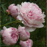 Півонія   "Sarah Bernhardt" ( Сара Бернар)