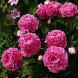 Півонія "Varenka" (Варенька)