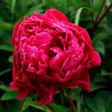 Півонія   "Bordeaux" (Бордо)