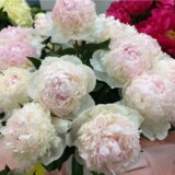 Півонія "Madam de Vernéville" (Мадам де Верневіль)