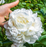 Півонія  "Duchesse de Nemours" (Дюшес де Немур) - Зображення 3