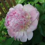 Півонія  "Angel Cheeks" ( Енджел Чікс) - Зображення 2