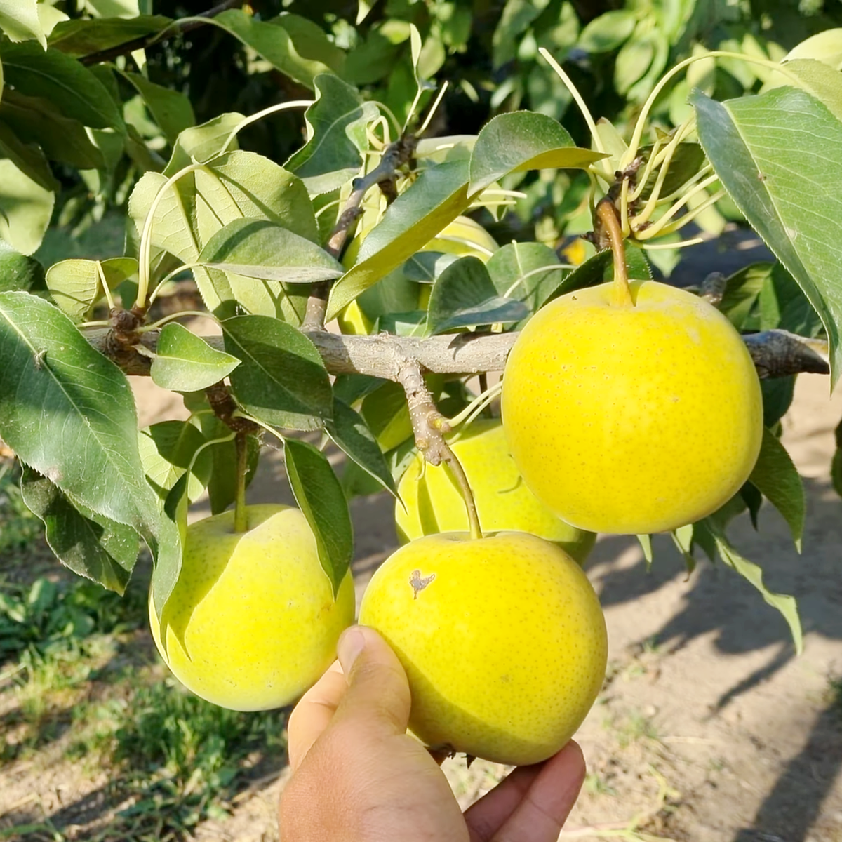 6857009143_sadzhantsi-grushi-tombo.png Саджанці груші Томбо Лі - Зображення 1