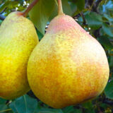 Саджанці груші "Бера Київська"