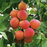 Саджанці абрикосу "Курезія"