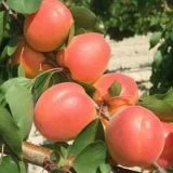 Саджанці абрикосу "Магадор" (середньоспілий сорт)