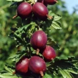 Саджанці агрусу безколючкового "Сіріус"