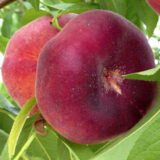 Саджанці персика інжирний "Світ Рінг" (середньоспілий сорт)