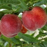 Саджанці персика "Роял Тайм (Royal Time)" (середньоспілий сорт)