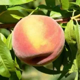 Саджанці персика "Фрост (Frost)" (середньоспілий сорт) - Зображення 2