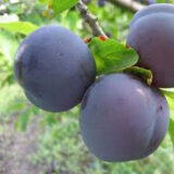 Саджанці сливи "Кишинівська" (раньоспілий сорт)