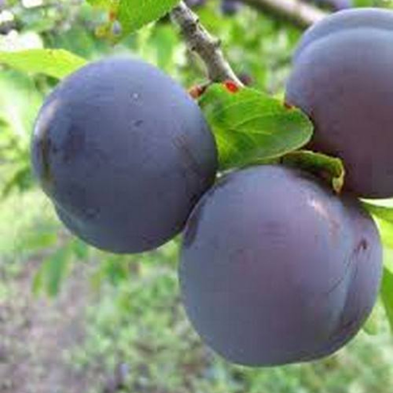 6858410312_sadzhantsi-slivi-kishinivska.jpg Саджанці сливи "Кишинівська" (раньоспілий сорт) - Зображення 1