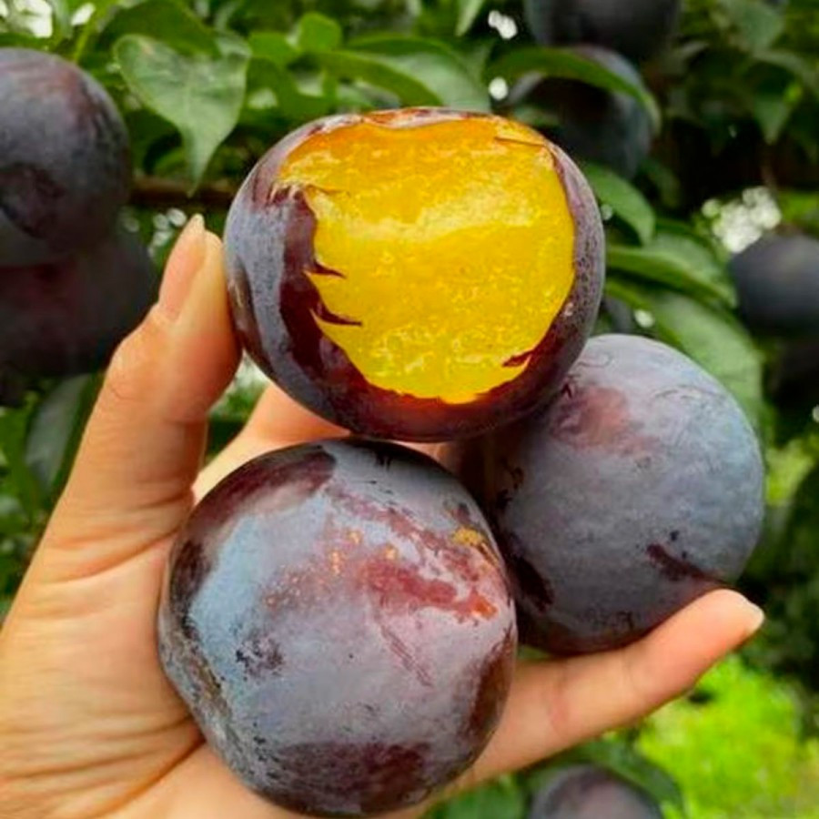 6858413285_sazhentsy-slivy-blek.jpg Саджанці сливи "Блек Ембер" (пізньоспілий сорт) - Зображення 1