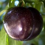 Саджанці сливи "Блек Голд" (середньоспілий сорт) - Зображення 2