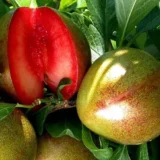 Саджанці сливи "Флейвор Супреме" (середньоспілий сорт)