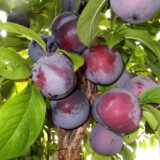 Саджанці сливи "Голуба Кармен" (раньоспілий сорт)