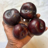 Саджанці сливи "ІНЖИРНА"