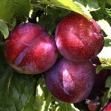 Саджанці сливи "Рубі Кранч" (пізньоспілий сорт) - Зображення 2