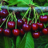 Саджанці черешні "Жабуле" (раньоспілий сорт)