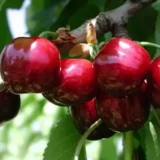 Саджанці черешні "Ерлі Лорі" (раньоспілий сорт)