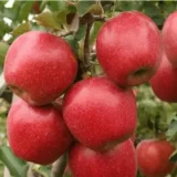 Саджанці яблуні  "Фуджі Кіку 8"