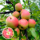 Саджанці яблуні "Хідден Роуз" - Зображення 2