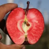 Саджанці яблуні "Одіссо" - Зображення 2