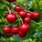 Саджанці вишні "Ксенія" (раньоспілий сорт)