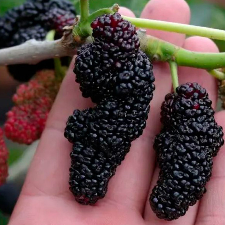 6858766050_sadzhantsi-chornoyi-shovkovitsi.jpg Саджанці чорної шовковиці "Галіція" (щеплена) - Зображення 1