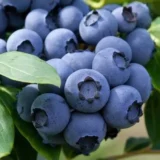 Лохина "Спартан" (Середня) (С3)