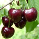 Саджанці черешні "Тіога" (раньоспілий сорт)