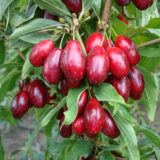 Саджанці кизилу "Володимирський" (щеплений)