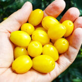 Саджанці кизилу "Альоша" (щеплений)