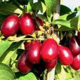 Саджанці кизилу "Лук'янівський" (щеплений)