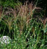 Саджанці міскантусу "Зібрінус"