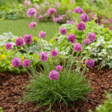 Саджанці армерії "Везувій" - Зображення 2