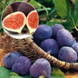 Саджанці інжиру самоплідного "Чорний Кримський" (0,5-0,7 м)