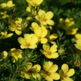 Саджанці перстачу (лапчатки) "Saters Gold" - Зображення 2