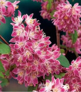 Саджанці дейції рожевої "Tourbillon Rouge" - Зображення 4