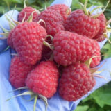 Малина "Жозефіна" (ремонтантна)