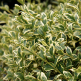 Саджанці вічнозеленого самшиту  "Варієгата" (Buxus sempervirens "Variegata") - Зображення 2
