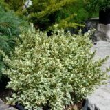 Саджанці вічнозеленого самшиту  "Варієгата" (Buxus sempervirens "Variegata")