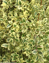 Саджанці вічнозеленого самшиту "Елегантіссіма" (Buxus sempervirens ‘Elegantissima’) - Зображення 2