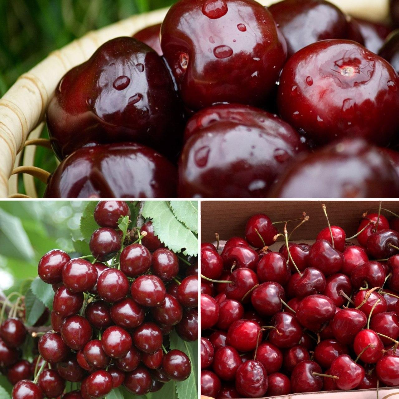 6926654027_nabir-z-3.jpg Набір з 3 видів черешні - Зображення 1