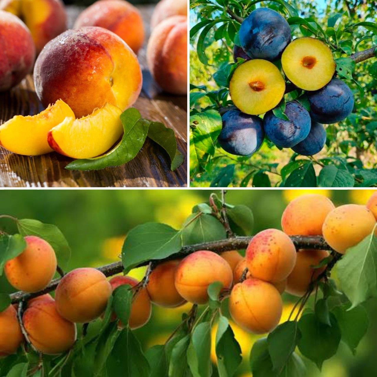 6926659708_nabir-z-3.jpg Набір з 3 видів плодових саджанців (слива, персик, абрикос) - Зображення 1
